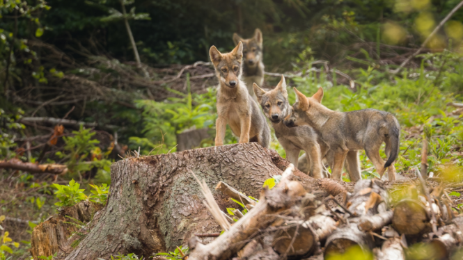 WOLF 1_Peter Drengubiak_SNC SR