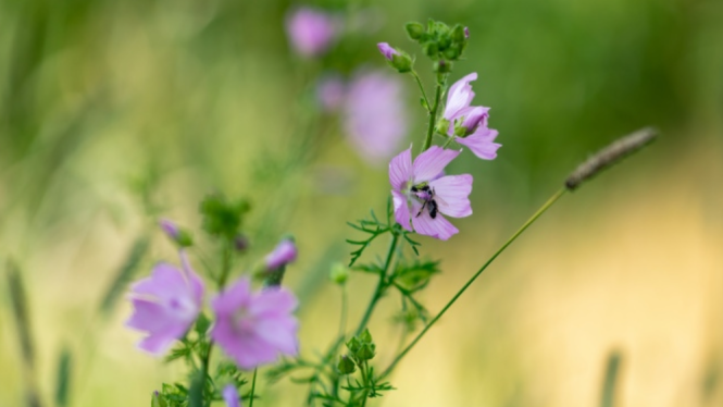 Ostramo projekt sanace
