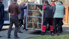 transport lvice